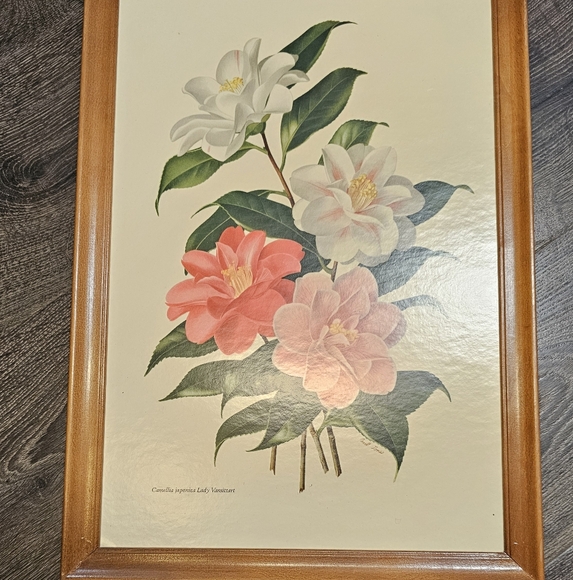 Camellia Japonica Lady Vansittart - Picture 2 of 7